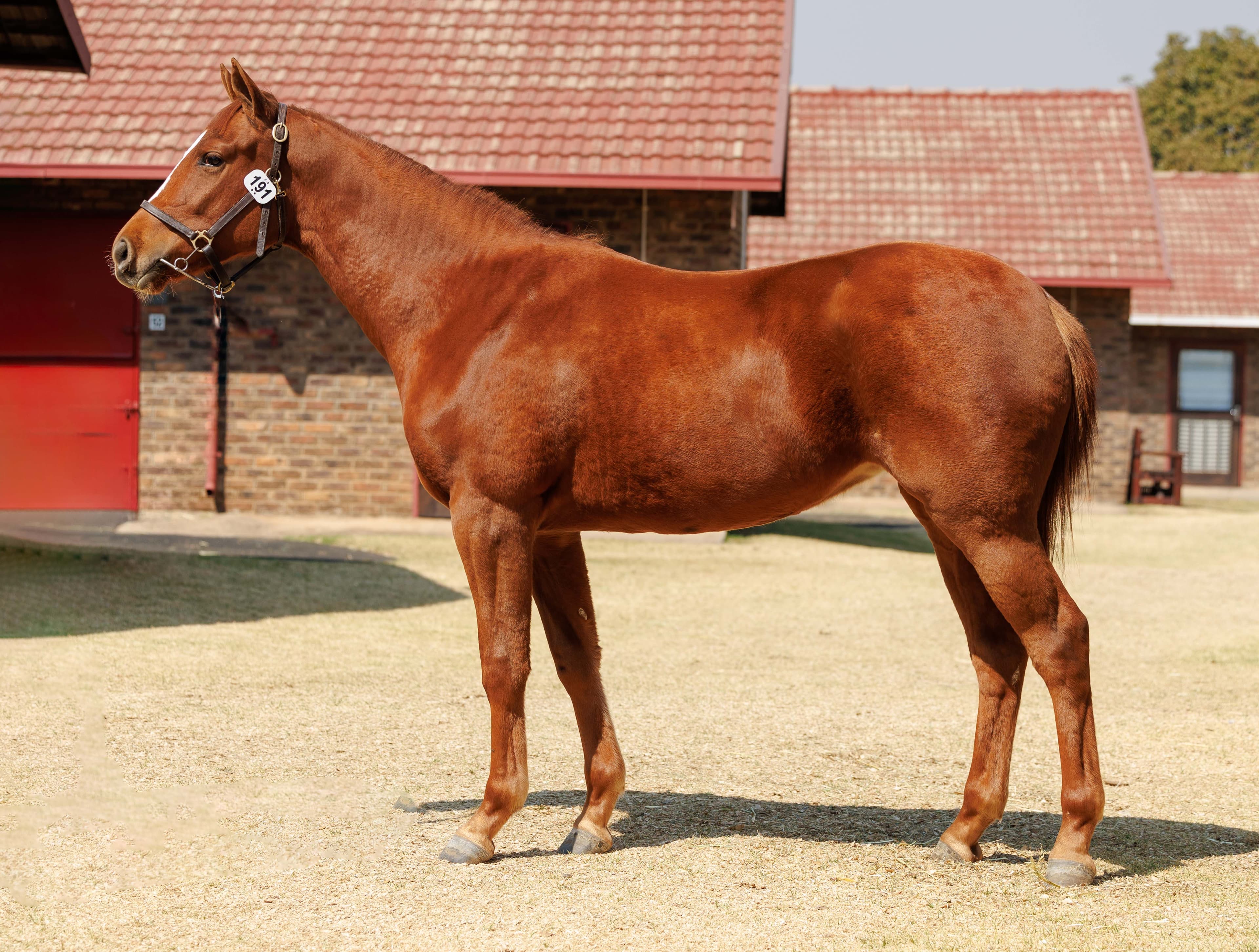 Gunnery Sergeant - Previously Owned by SAPFS