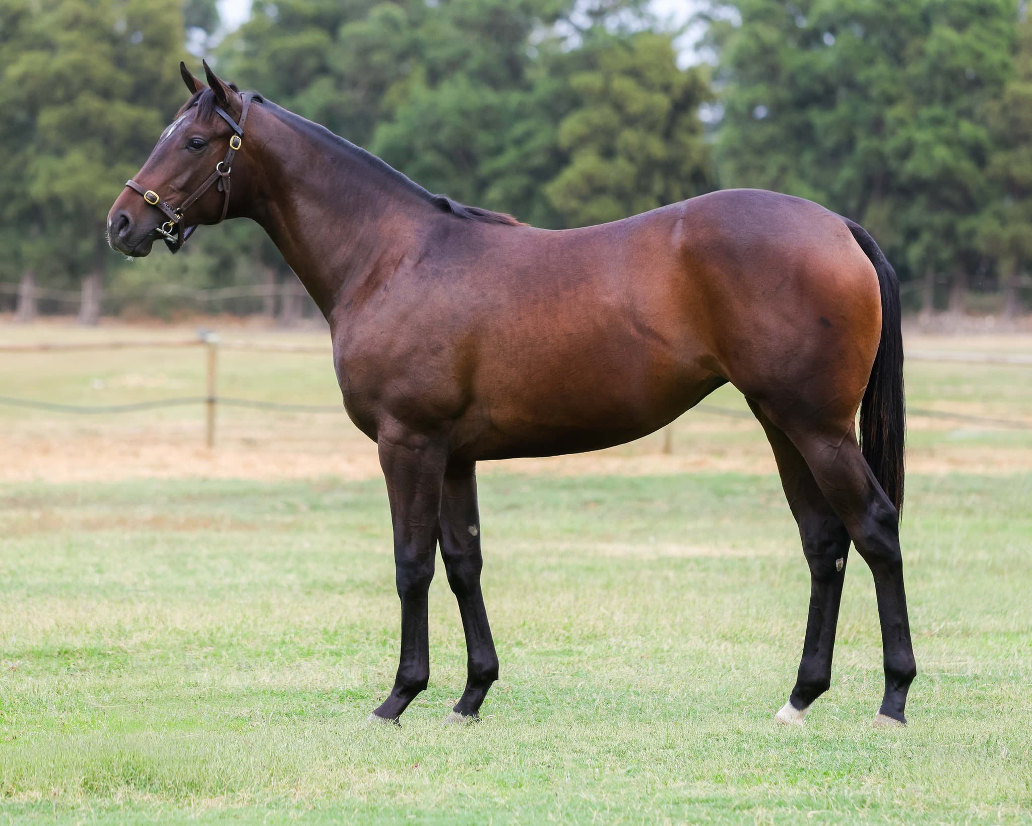 Obsidian Star - SAPFS Racing