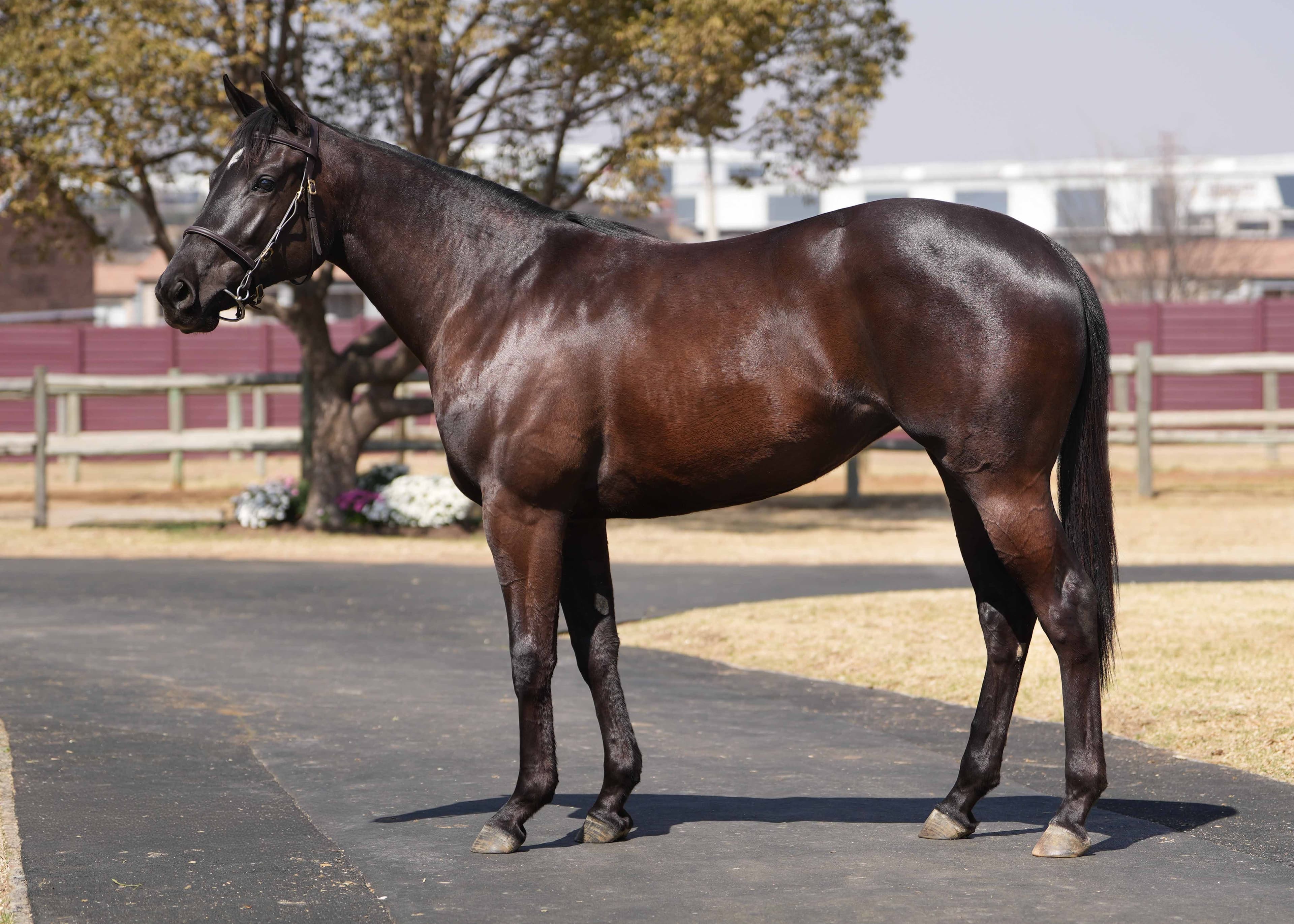 Penny Pretty - Previously Owned by SAPFS